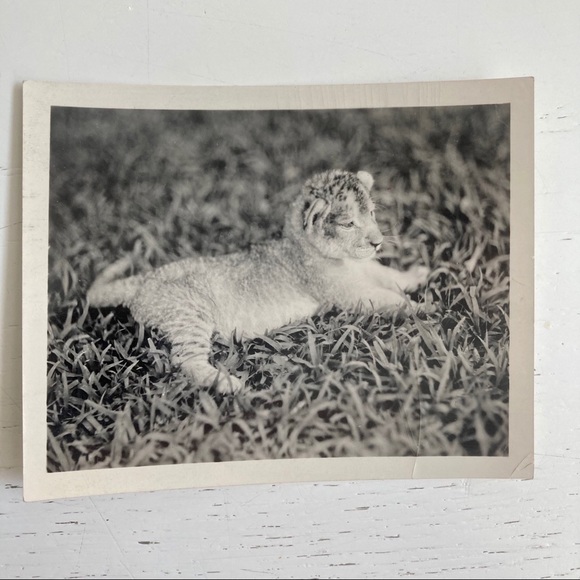 2 Vintage '31 Press Photos Lion Cub National Zoo - Picture 4 of 5